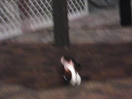 IMG_4956.JPG